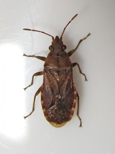 Réf. 159 323 : Orsillus depressus