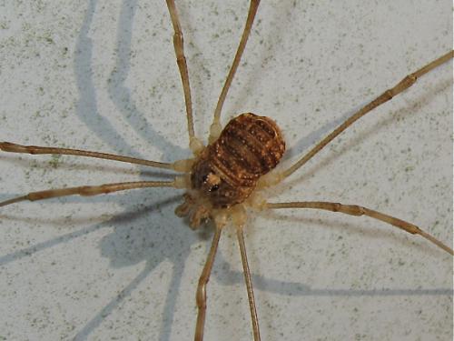 Réf. 159 382 : Rilaena triangularis