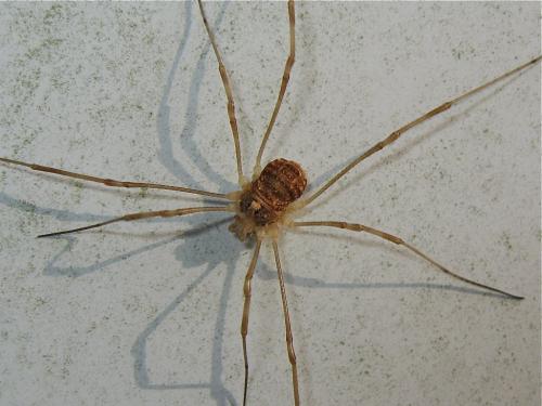 Réf. 159 381 : Rilaena triangularis