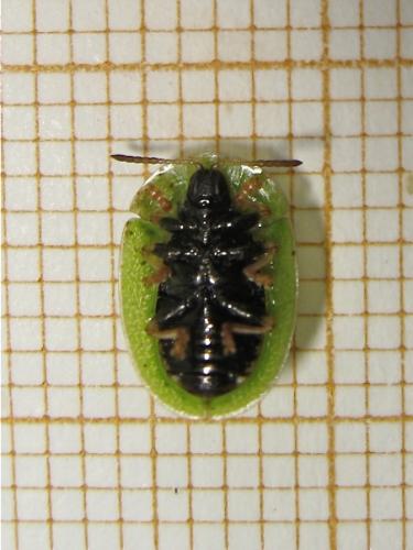 Réf. 159 451 : Cassida rubiginosa