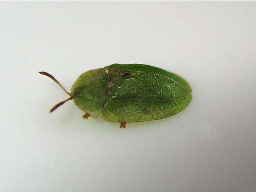 Réf. 159 452 : Cassida rubiginosa