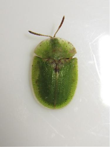 Réf. 159 450 : Cassida rubiginosa