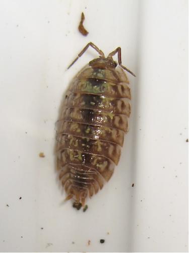 Réf. 159 732 : Oniscus asellus