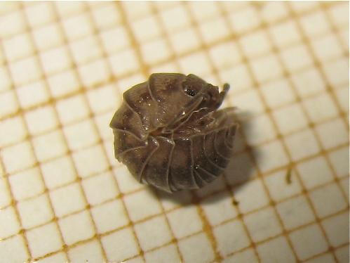 Réf. 159 619 : Armadillidium nasatum