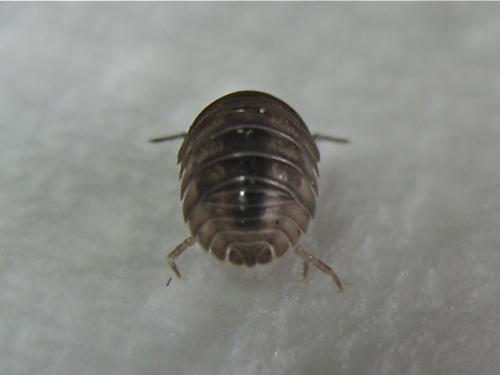 Réf. 159 620 : Armadillidium nasatum
