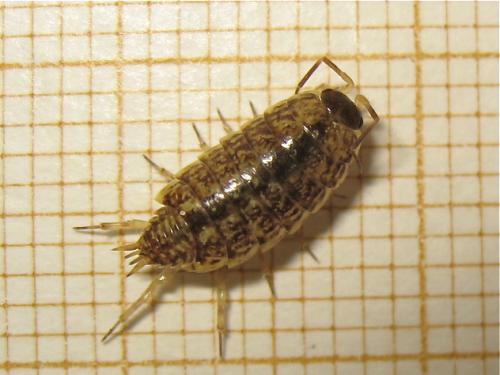 Philoscia muscorum