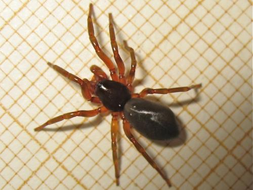 Réf. 159 736 : Dysdera sp.