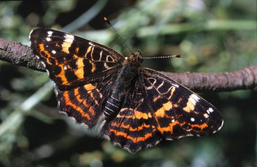 Réf. 159 616 : Araschnia levana
