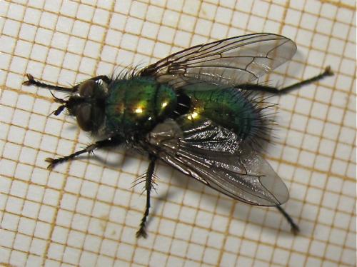 Gymnocheta viridis