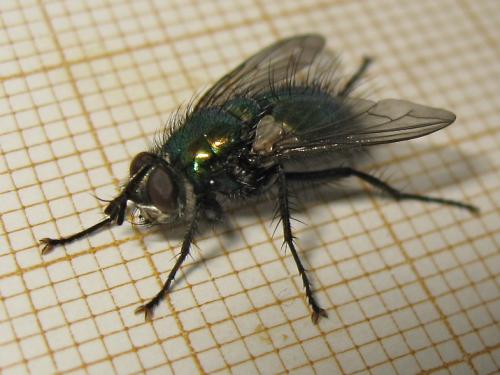 Gymnocheta viridis