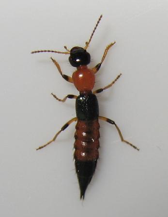 Réf. 159 785 : Paederus littoralis