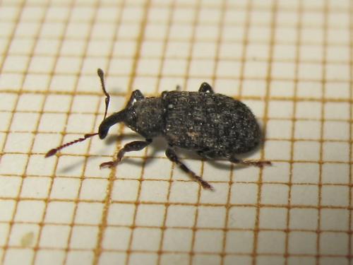 Procas sp.