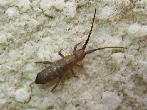 Pogonognathellus flavescens