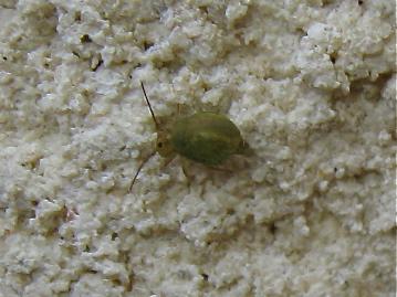 Réf. 159 891 : Sminthurus viridis