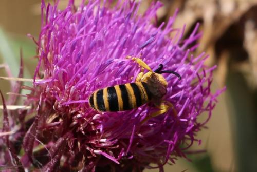 Halictus scabiosae