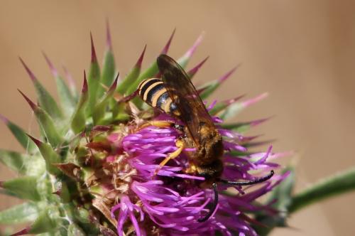Halictus scabiosae