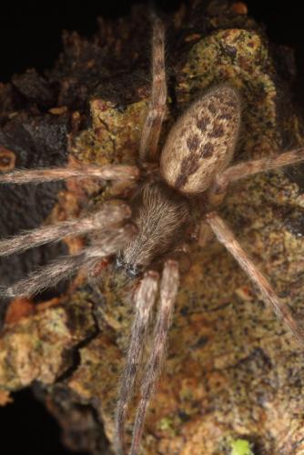 Segestria bavarica