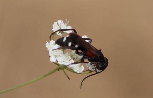 Réf. 159 413 : Cryptocheilus fabricii