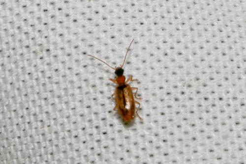 Demetrias atricapillus