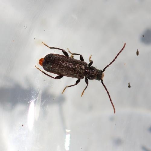 Poecilium pusillum
