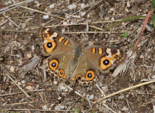 Junonia villida