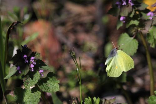 Gonepteryx rhamni