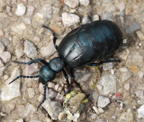 Réf. 159 239 : Meloe violaceus