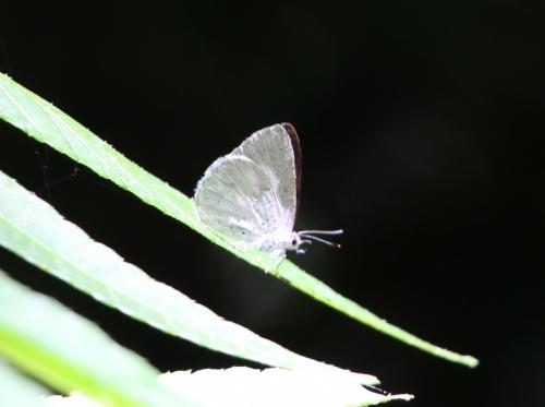 Candalides sp.