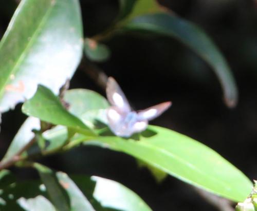 Candalides sp.