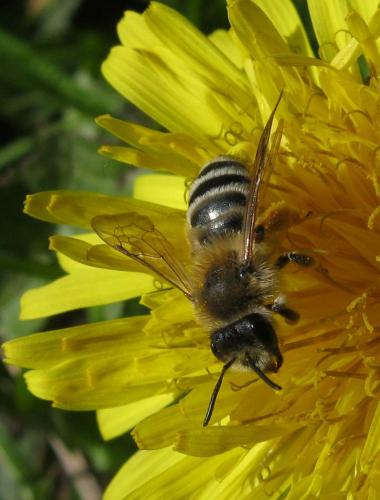 Andrena gravida