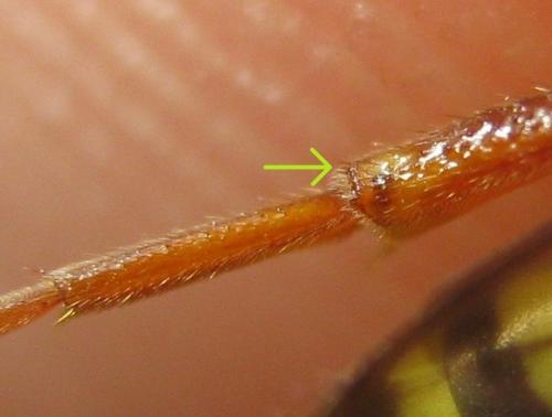Nomada marshamella