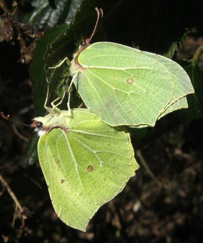 Gonepteryx rhamni