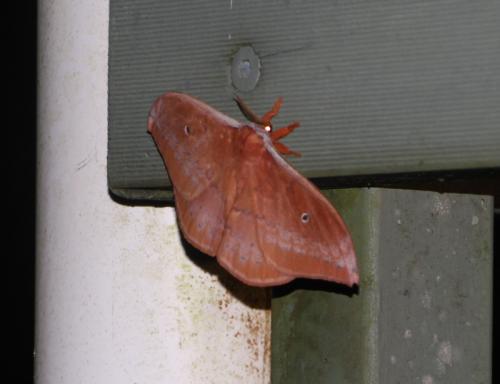 Réf. 159 904 : Syntherata janetta