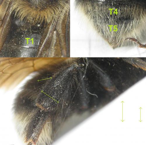 Bombus barbutellus