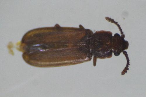 Pediacus dermestoides
