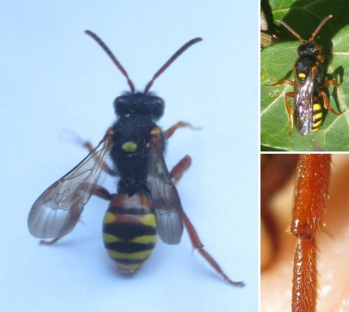 Nomada bifasciata