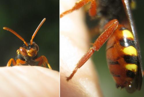 Nomada bifasciata
