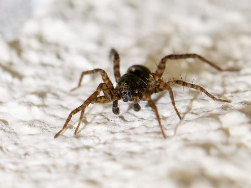Pardosa sp.