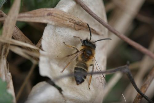 Andrena gravida