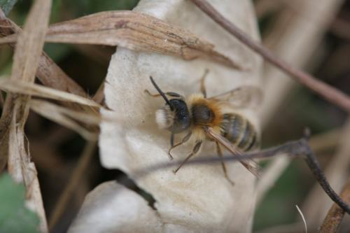 Andrena gravida