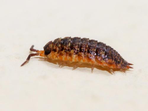 Porcellio scaber