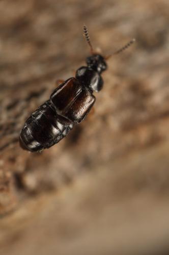 Réf. 159 698 : Omalium rivulare