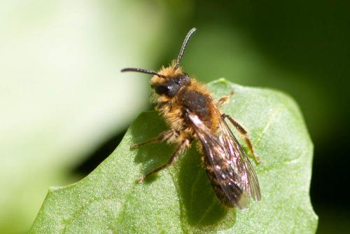 Andrena lagopus