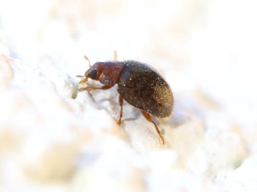 Réf. 159 755 : Rhyzobius lophanthae