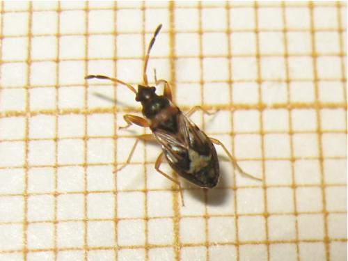 Réf. 159 506 : Scolopostethus sp.