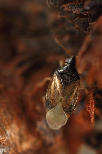 Orius sp.