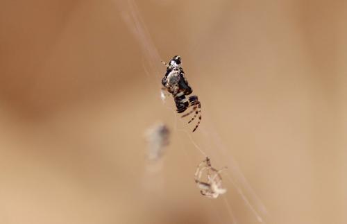 Cyclosa sp.