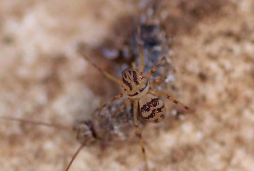 Scytodes sp.