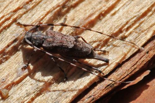 Réf. 159 445 : Acanthocinus aedilis