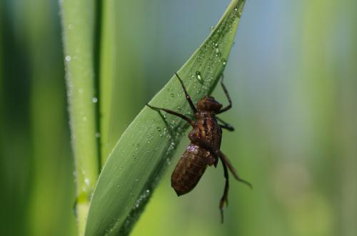 Cordulia aenea